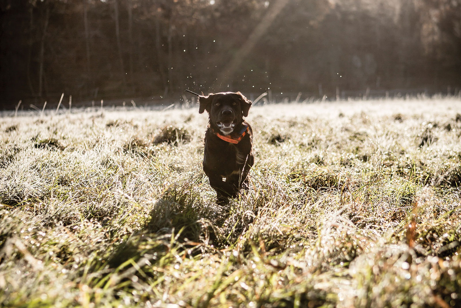 Hund med hundhalsband